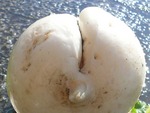 daikon7