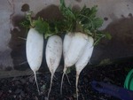 daikon5