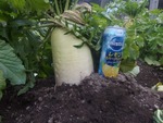 daikon4