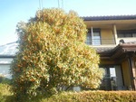 kinmoku7