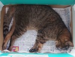 tora7