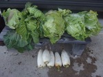 daikon4