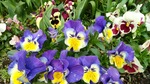 natuiro6