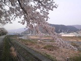 sakura260416
