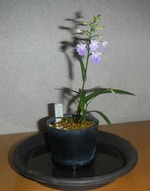 ucyouran