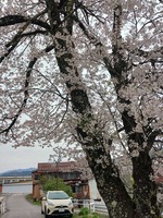 koboku2