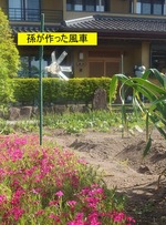 hana1