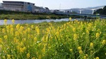 natuiro5