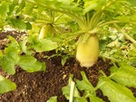 daikon12