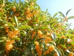 kinmoku8