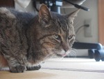 tora5