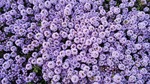 natuiro3