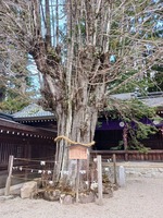takayama38