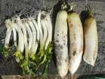 daikon3