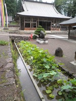 hasu1