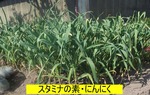 hana7