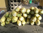 daikon2