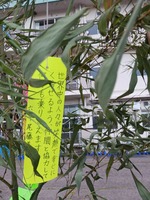 tanabata5