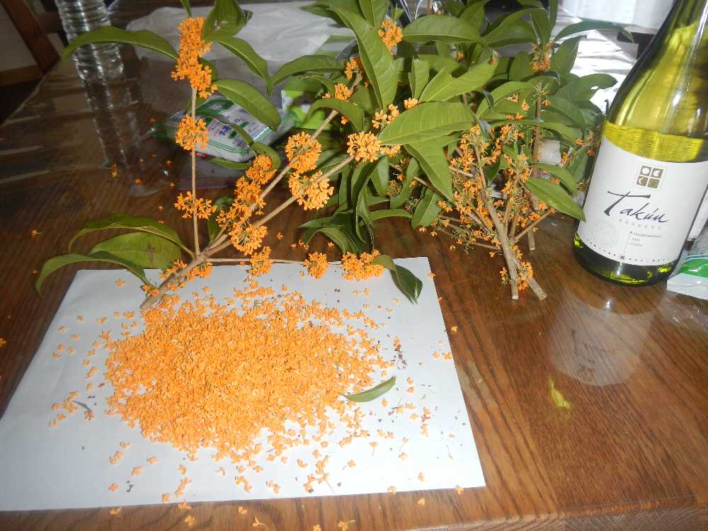 桂花陳酒 寅次郎の徒然草