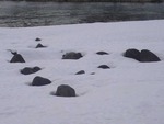 karesansui