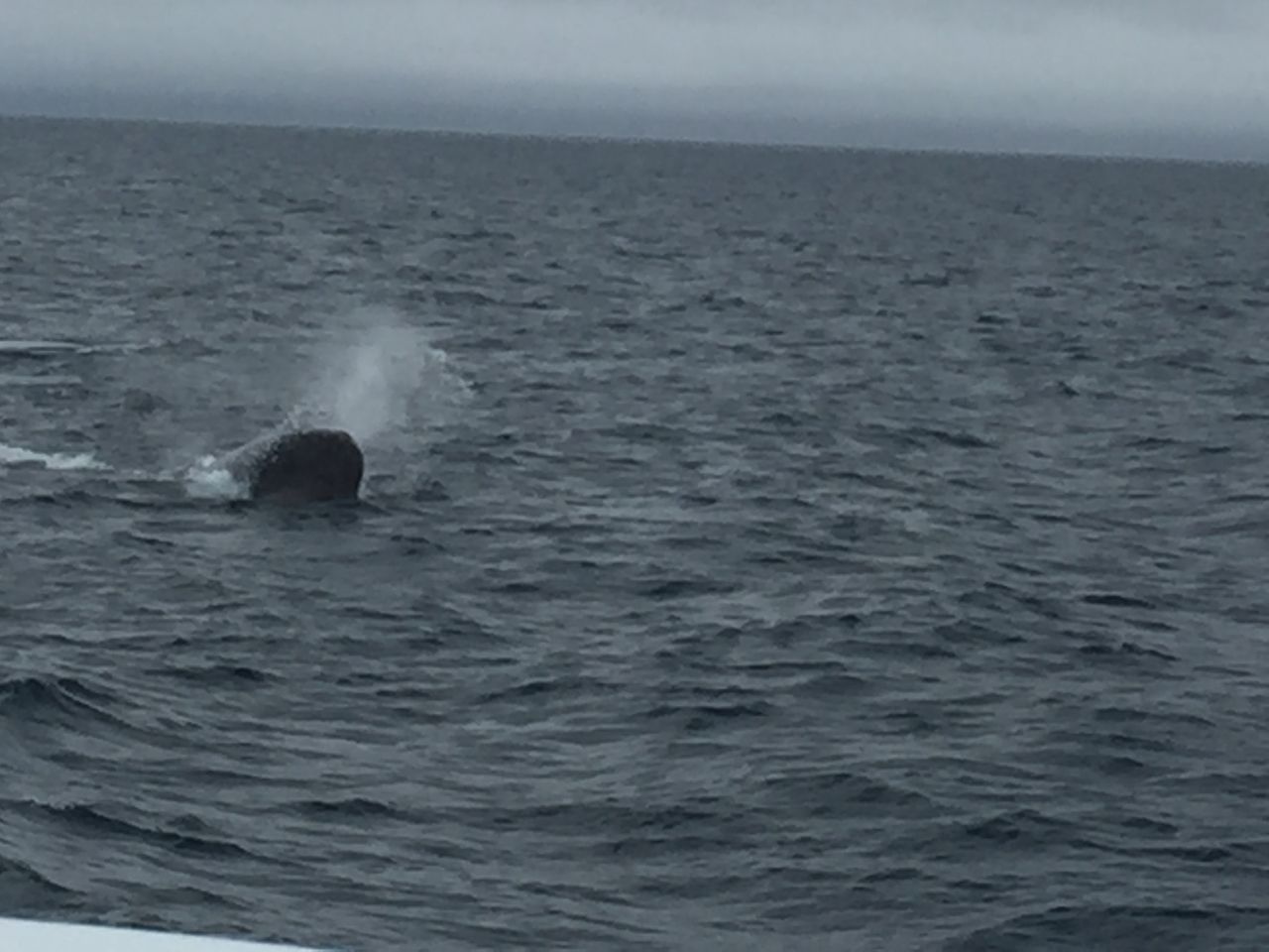 北海道の知床でホエールウォッチングクルーズ マッコウクジラに遭遇出来ました とらのすけブログ