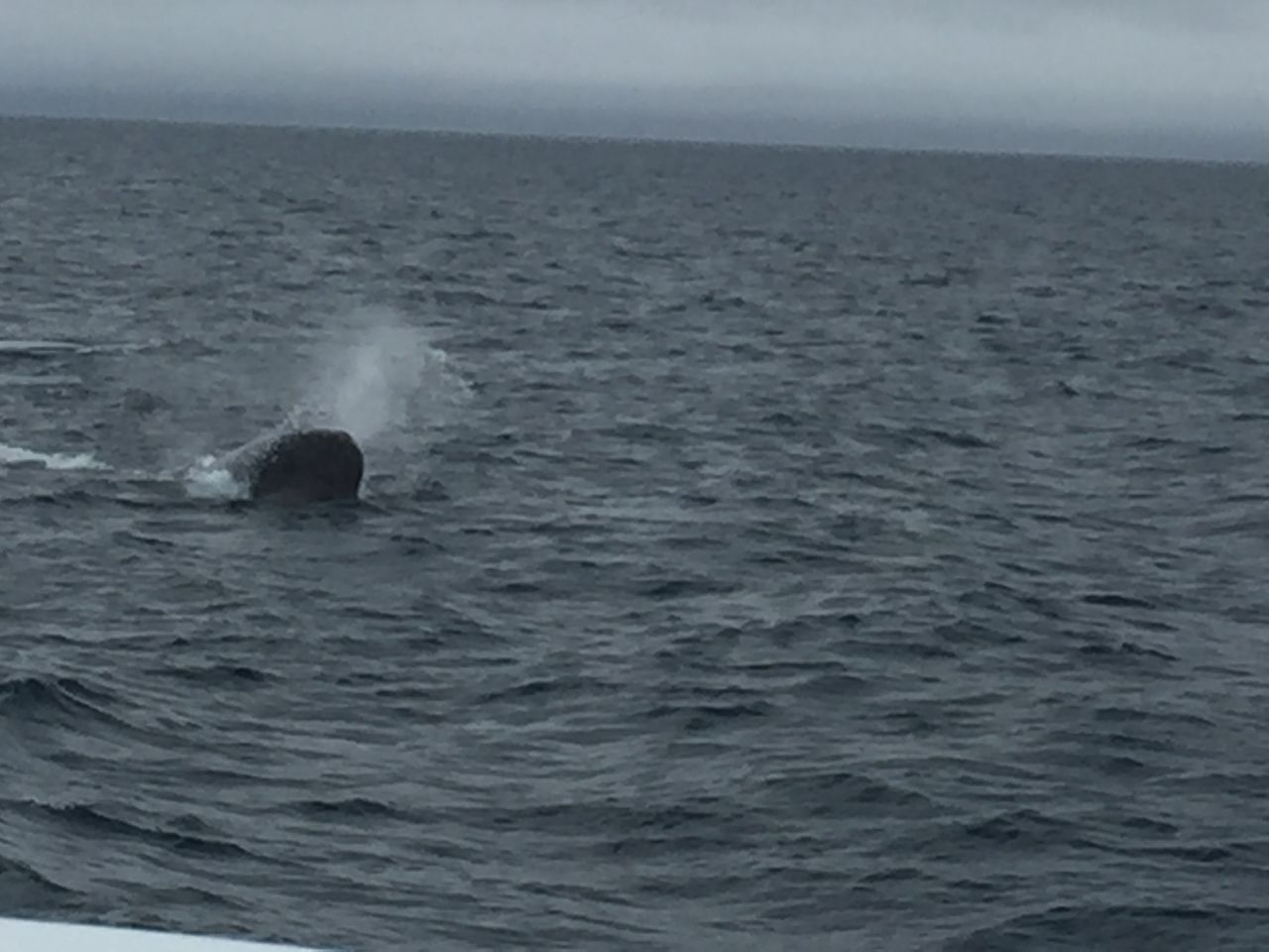 北海道の知床でホエールウォッチングクルーズ マッコウクジラに遭遇出来ました とらのすけブログ 北海道の知床でホエールウォッチングクルーズ マッコウクジラに遭遇出来ました とらのすけブログ