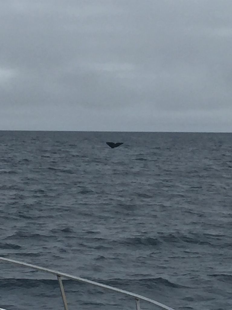 北海道の知床でホエールウォッチングクルーズ マッコウクジラに遭遇出来ました とらのすけブログ