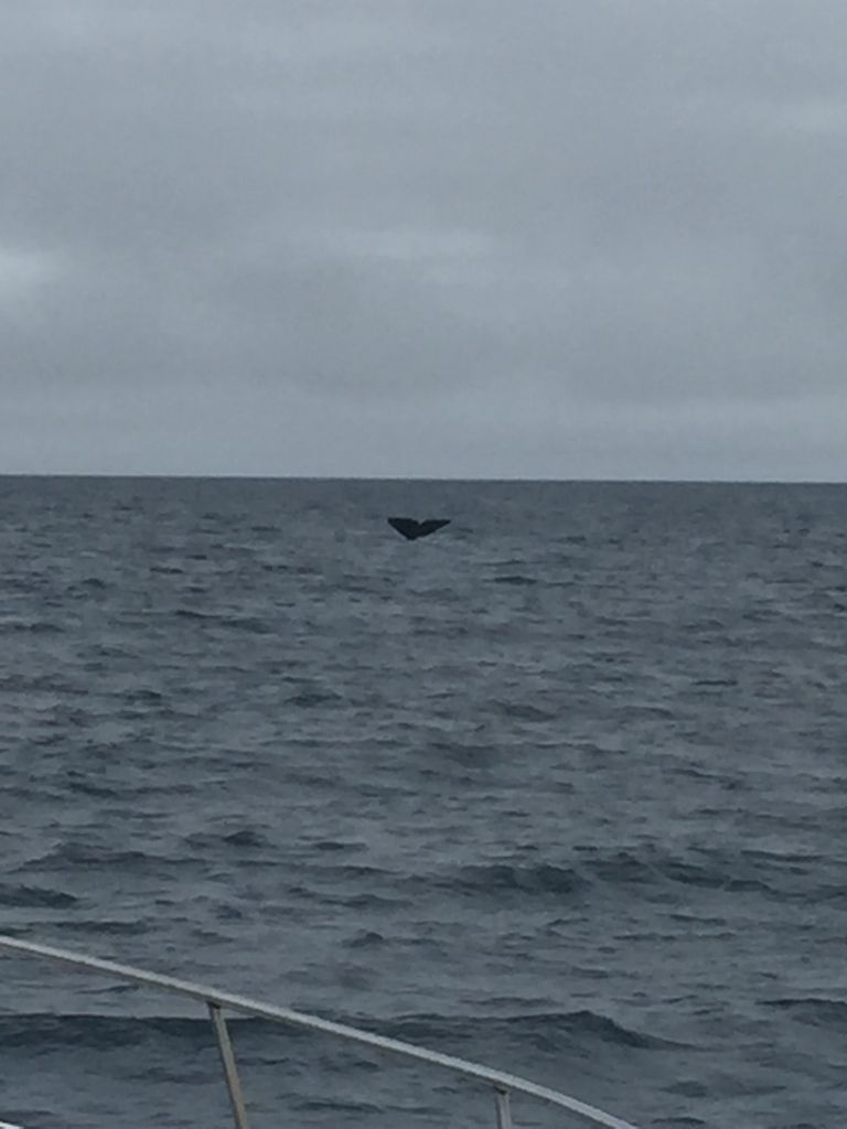 北海道の知床でホエールウォッチングクルーズ マッコウクジラに遭遇出来ました とらのすけブログ 北海道の知床でホエールウォッチングクルーズ マッコウクジラに遭遇出来ました とらのすけブログ