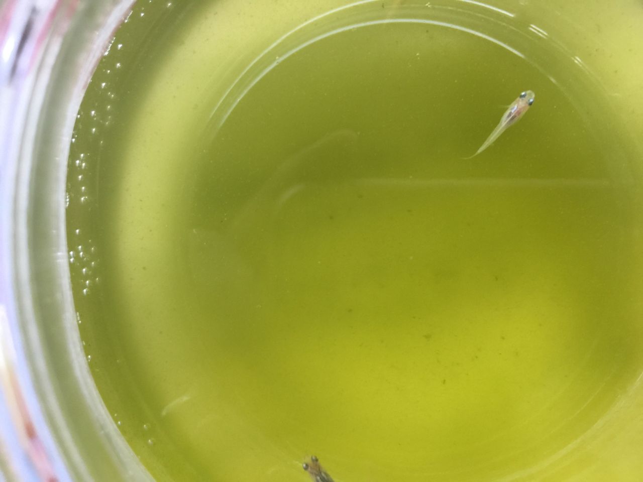 メダカを睡蓮鉢ビオトープに放しました とらのすけブログ メダカを睡蓮鉢ビオトープに放しました とらのすけブログ