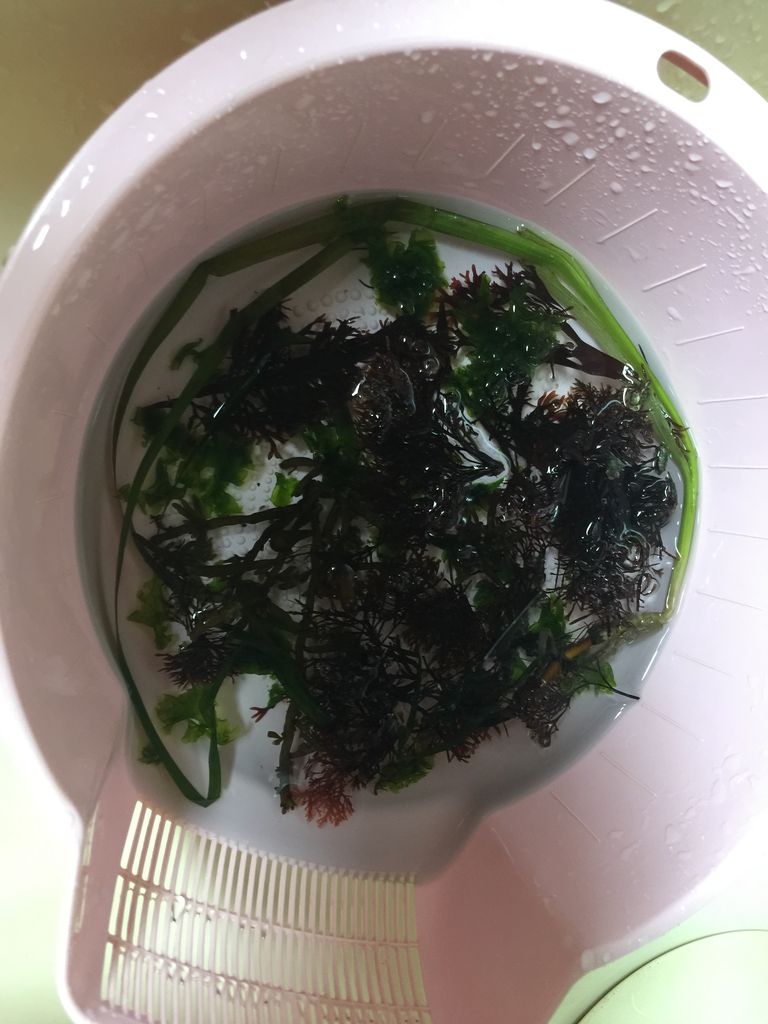 食べる海藻 食べない海草 参加レポート とらのすけブログ