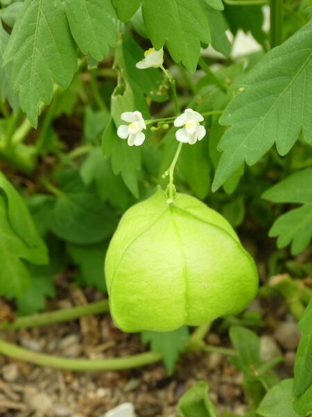 風船葛 ふうせんかずら 寅太郎の雑記帳