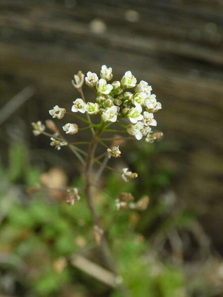 薺 なずな 寅太郎の雑記帳