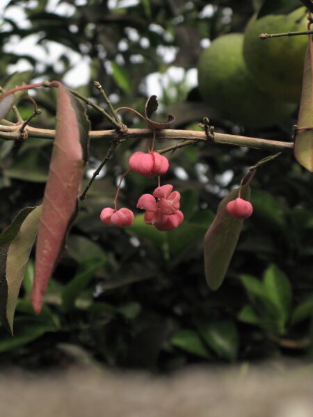 真弓 まゆみ 寅太郎の雑記帳