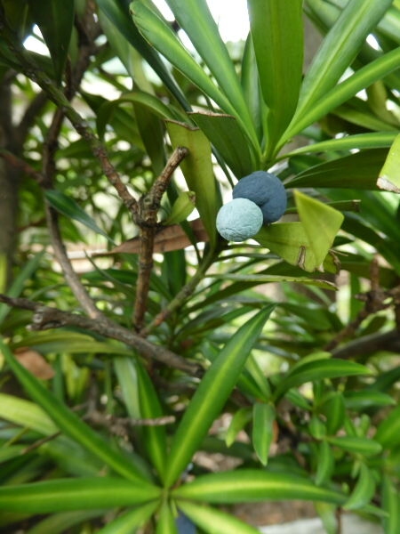 犬槇 いぬまき 寅太郎の雑記帳