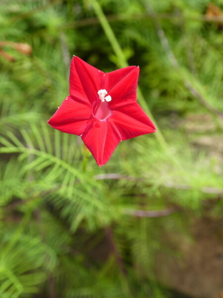 縷紅草 るこうそう 寅太郎の雑記帳 縷紅草 るこうそう 寅太郎の雑記帳