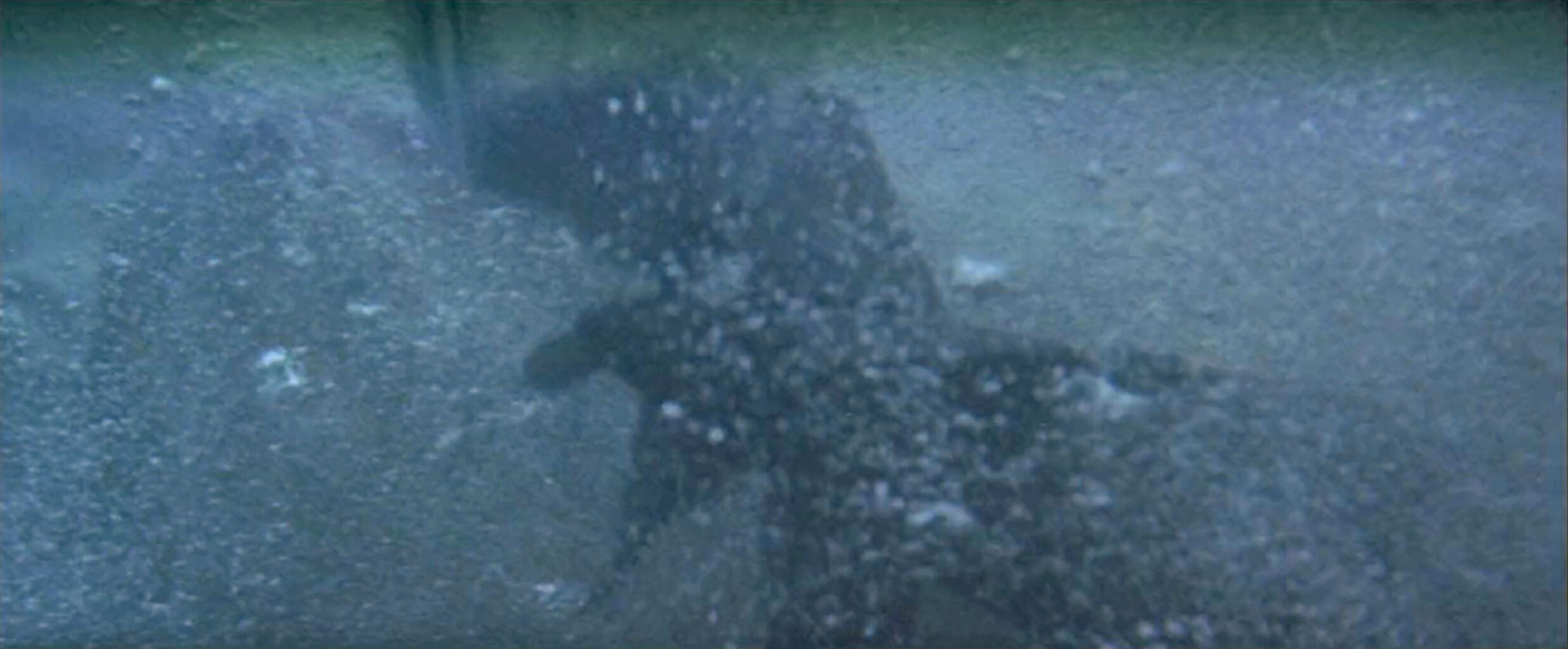 映画感想文 ゴジラとキングコングとモスラとラドンとキングギドラとx星人 とらつぐみのつぶやき