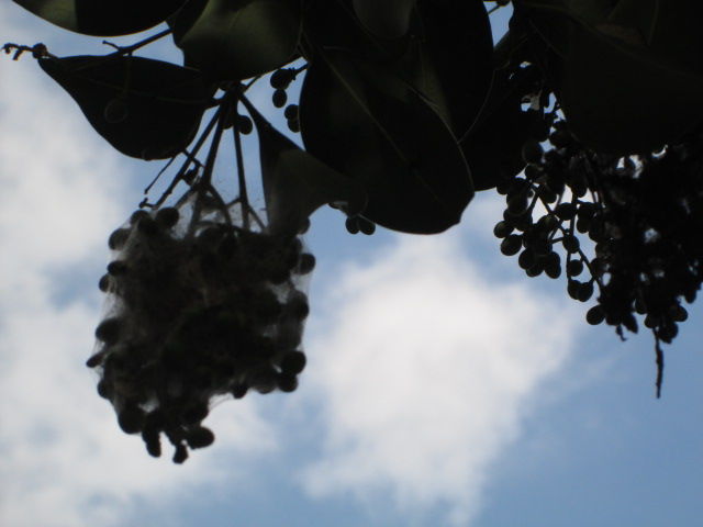 1110 Ordinario 下品な Angela の簡単スペイン語