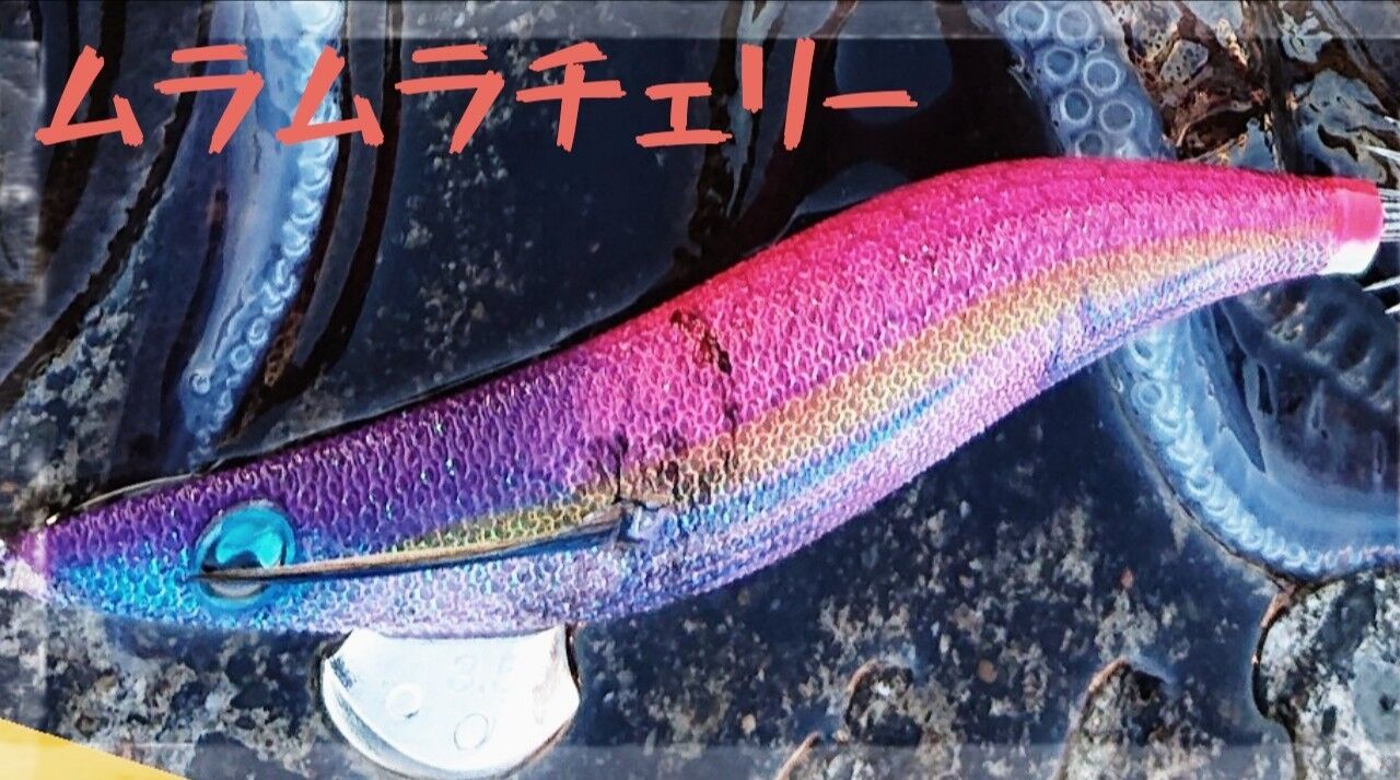 エギング Toraziroの釣行記 エギング Toraziroの釣行記