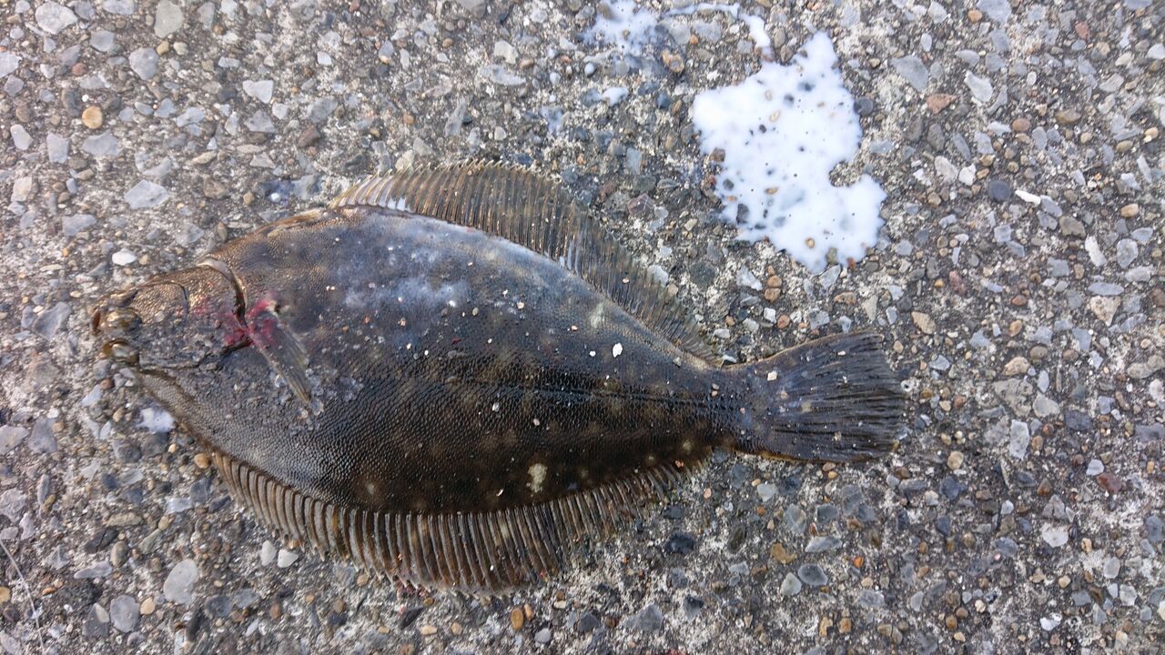 千葉港カレイ釣り にチャレンジ 小さかったけど初めて釣った魚はうれしいね Toraziroの釣行記 千葉港カレイ釣り にチャレンジ 小さかったけど初めて釣った魚はうれしいね Toraziroの釣行記