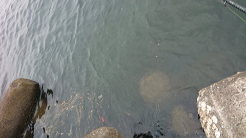 エギング釣行 そろそろ産卵もピークかな Toraziroの釣行記