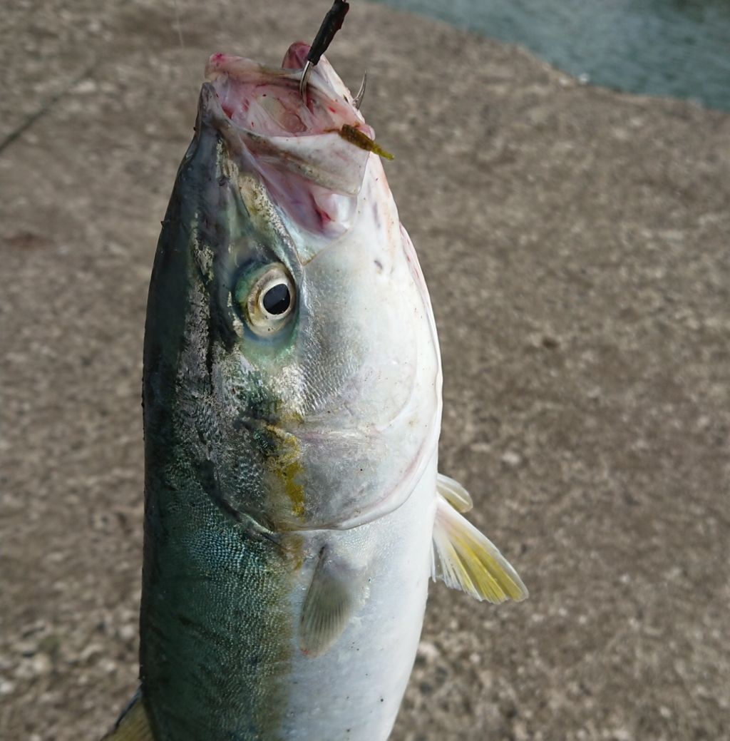内房 青物釣行 そろそろ終盤かな Toraziroの釣行記