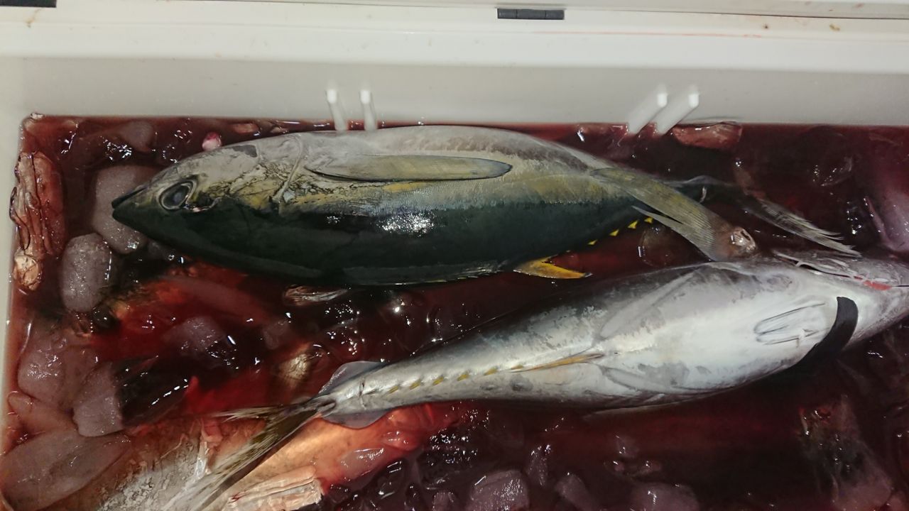 マグロ大漁 Toraziroの釣行記
