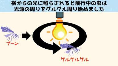 横からの光にたいしては周囲を回ります