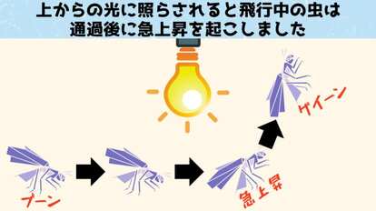 上からの光に照らされると虫たちは急上昇を起こします