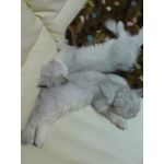 ふろーずんよーぐると