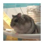 秋篠＠あっきー