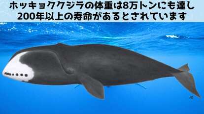 クジラのDNA修復遺伝子をマウスの細胞に組み込んでがん耐性を強化する