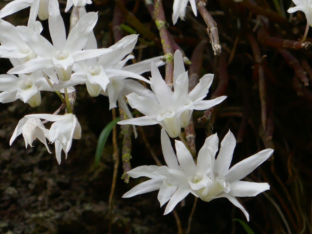 高尾山のセッコクの花 ひこじいの遊んで暮らす生活