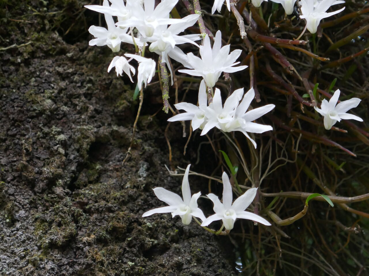 セッコクの花の見納め ひこじいの遊んで暮らす生活