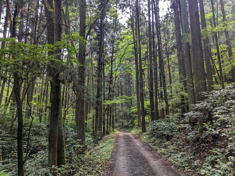 ひこじいの遊んで暮らす生活      夏の山歩きを模索    コメント